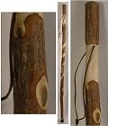 Twisted Sassafras Walking Stick