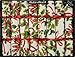 Robin Reed 8x10-Inch English Christmas Crackers - Holiday Holly