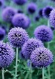 GLOBE THISTLE BUTTERFLY FLOWER – 25 SEEDS GLOBE THISTLE BUTTERFLY FLOWER – 25 SEEDS