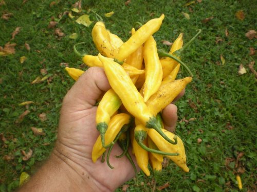 Aji Limon/Lemon Drop Pepper 10 Seeds By Pepper Gardeners Aji Limon/Lemon Drop Pepper 10 Seeds By Pepper Gardeners