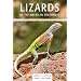 Lizards of the American SW