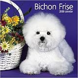Bichon Frise 2008 Wall Calendar