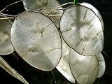 Money Plant - Lunaria - 25 Plants -Fantastic Dry Flower