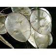 Money Plant - Lunaria - 4 Plants -Fantastic Dry Flower