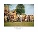 NNG Bobby Jones Golf Art