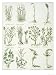 Plants from Culpeper's