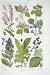 1919 Flowers Red Bartsia Wood Basil Ivy Bugle Elm