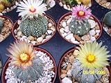 190.アストロフィツム スーパー兜のmix種子。(Astrophytum Super KABUTO mix 10粒) [並行輸入品]