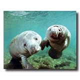 Pair Of Manatee Ocean Sea Life Whale Animal Wall Picture 16x20 Art Print