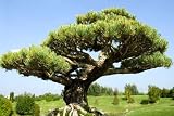 Bonsai D'un If Style Yamadori - 60