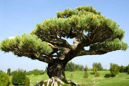 Bonsai D'un If Style Yamadori - 60