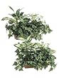 Set of 2 Artificial Mixed Foliage Ledge Plants With Baskets 18"
