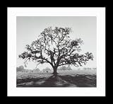 Oak Tree, Sunrise, Northern California, 1966 Framed Art Print by Ansel Adams,27.3 x 27.3 Framed