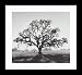 Oak Tree, Sunrise, Northern California, 1966 Framed Art Print by Ansel Adams,27.3 x 27.3 Framed