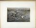 Awkward Dilemma C1843 Antique Print Horse Jumping Fence