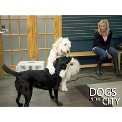 Dogs In The City