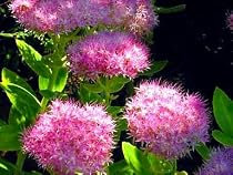 Brilliant Stonecrop - Sedum - Very Hardy - Potted
