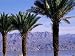 Palm Trees and Red Sea, Eilat, Israel, Middle East Art Photographic Poster Print by Sylvain Grandadam, 12x9