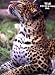Cheetah ~ Vintage Art Picture ~ 16 x 18 in.