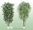 TWO 7' Artificial Trees - Very Full Ficus + Weeping Willow with Real Wood Trunks