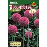 秋植え球根 アリウム ギガンチューム (234611)