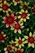 Coreopsis 'Route 66' - Tickseed