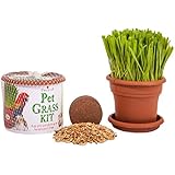 Priscilla's Kitty Cat Grass Kit - Grow Your Own Grass