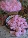 1 LB Scented Soy Wax Crumbles