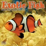 Eigenschaften Avonside Publishing Ltd.  / Kalender 2009 Exotische Fische - Exotic Fisch