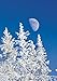 Daniel J. Cox, Dennis Frates, and Art Wolfe: Trees