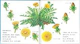 たんぽぽ (かがくのとも傑作集―どきどきしぜん)-
