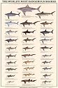 World's Most Dangerous Sharks Animals Art Poster Print, 24x36