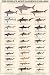 World's Most Dangerous Sharks Animals Art Poster Print, 24x36