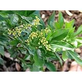 9GreenBox - Exotic Fragrant Aglaia Odorata Chinese Perfume Rice Plant Bonsai