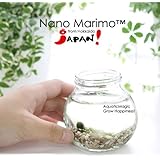Luffy Marimo Moss Ball 5+1 Free! Buy These Awesome Live Plant and Place Into Any Glass Bottle! WATCH them grow! Great Gift for Your Love One! Only need to change water once a week!EASY INDOOR house/office plant