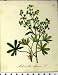 1879 ALPINE PLANT SEBOTH ALCHEMILLA ALPINA NATURE PRINT Image
