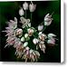 Nodding Onion Canvas Print / Canvas Art - Artist Katie LaSalle-Lowery