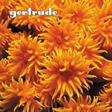 Gertrude thumbnail