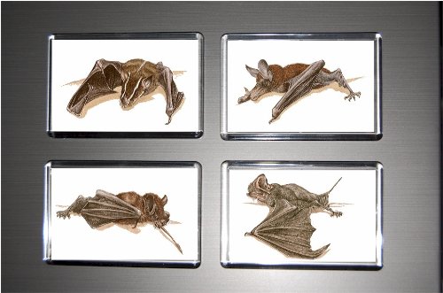 Gift Boxed Set of 4 Fridge Magnets Bat 6
