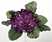 Purple African Violet Artificial Silk Flower Bushes - 3 Individual Silk Bushes