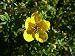 'Goldfinger' Bush Cinquefoil - Potentilla - Flowering Shrub