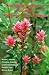 Aboriginal Plant Use in Canada's Northwest Boreal Forest