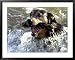 Summer a Labrador Retriever-Rottweiler Crossbreed Swims Framed Art Poster Print, 39x31