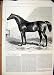 1874 Black Horse Whalebone English Stud Antique Print