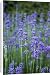 Canvas Prints of Lavender (Lavandula sp.) from Science Photo Library