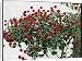 Canvas Prints of Cornus Kousa (Japanese Flowering Dogwood) from Mary Evans