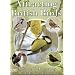 Attracting British Birds [DVD] [2006]