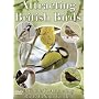 Attracting British Birds [DVD] [2006]