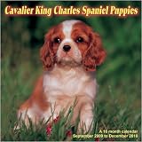 Cavalier King Charles Spaniel Puppies 2010 Wall Calendar