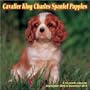 Cavalier King Charles Spaniel Puppies 2010 Wall Calendar
